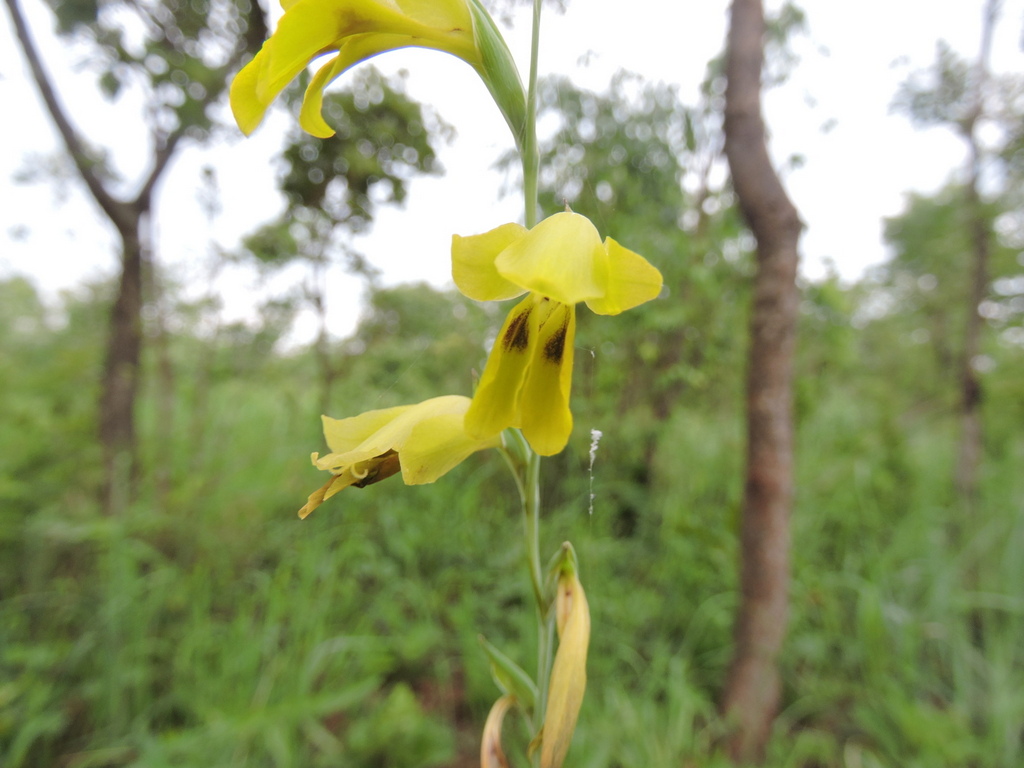 Gladiolus serapiiflorus
