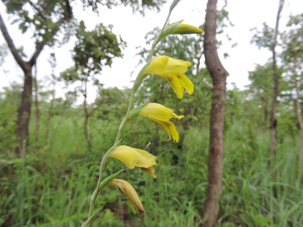 Gladiolus serapiiflorus