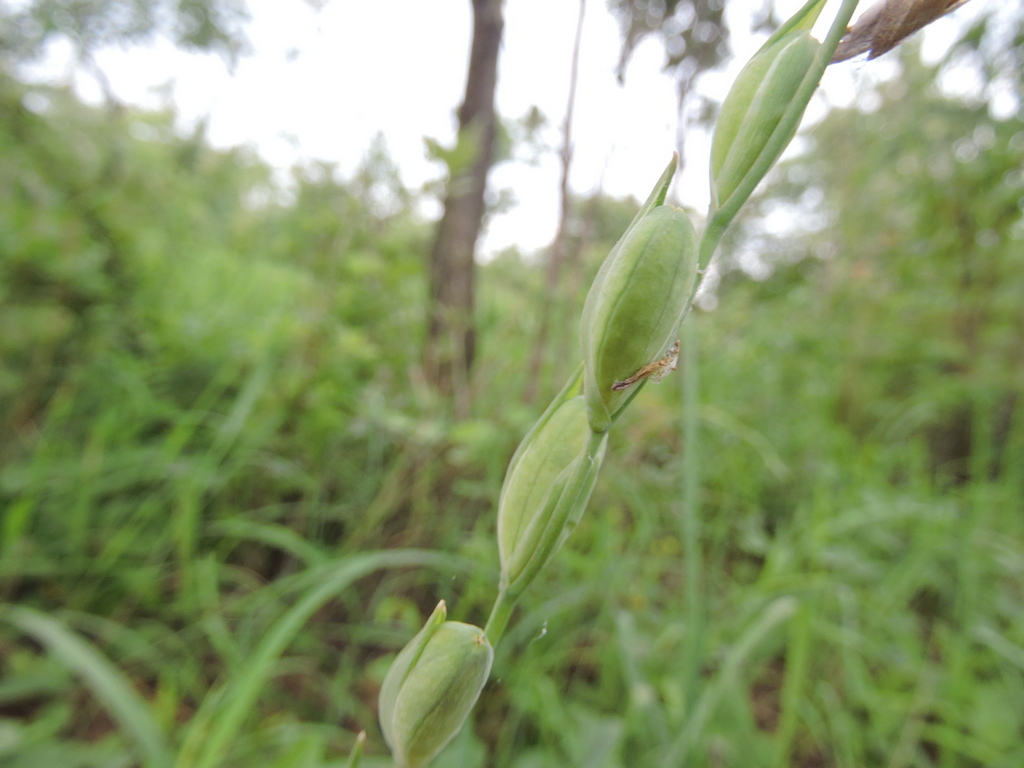 Gladiolus serapiiflorus Gladiolus serapiiflorus