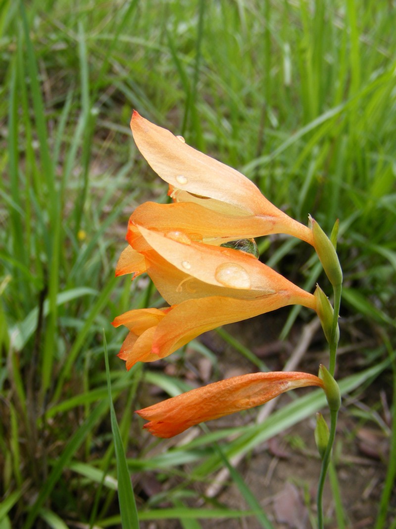 Gladiolus serapiiflorus Gladiolus serapiiflorus