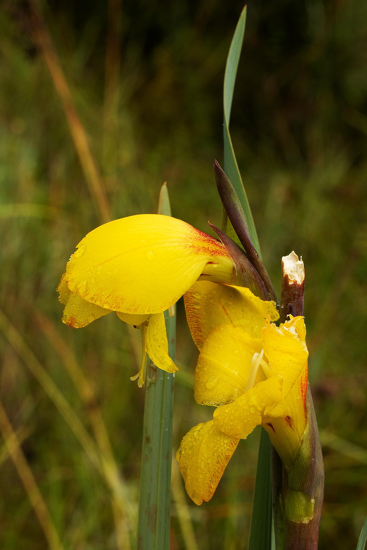 Gladiolus velutinus