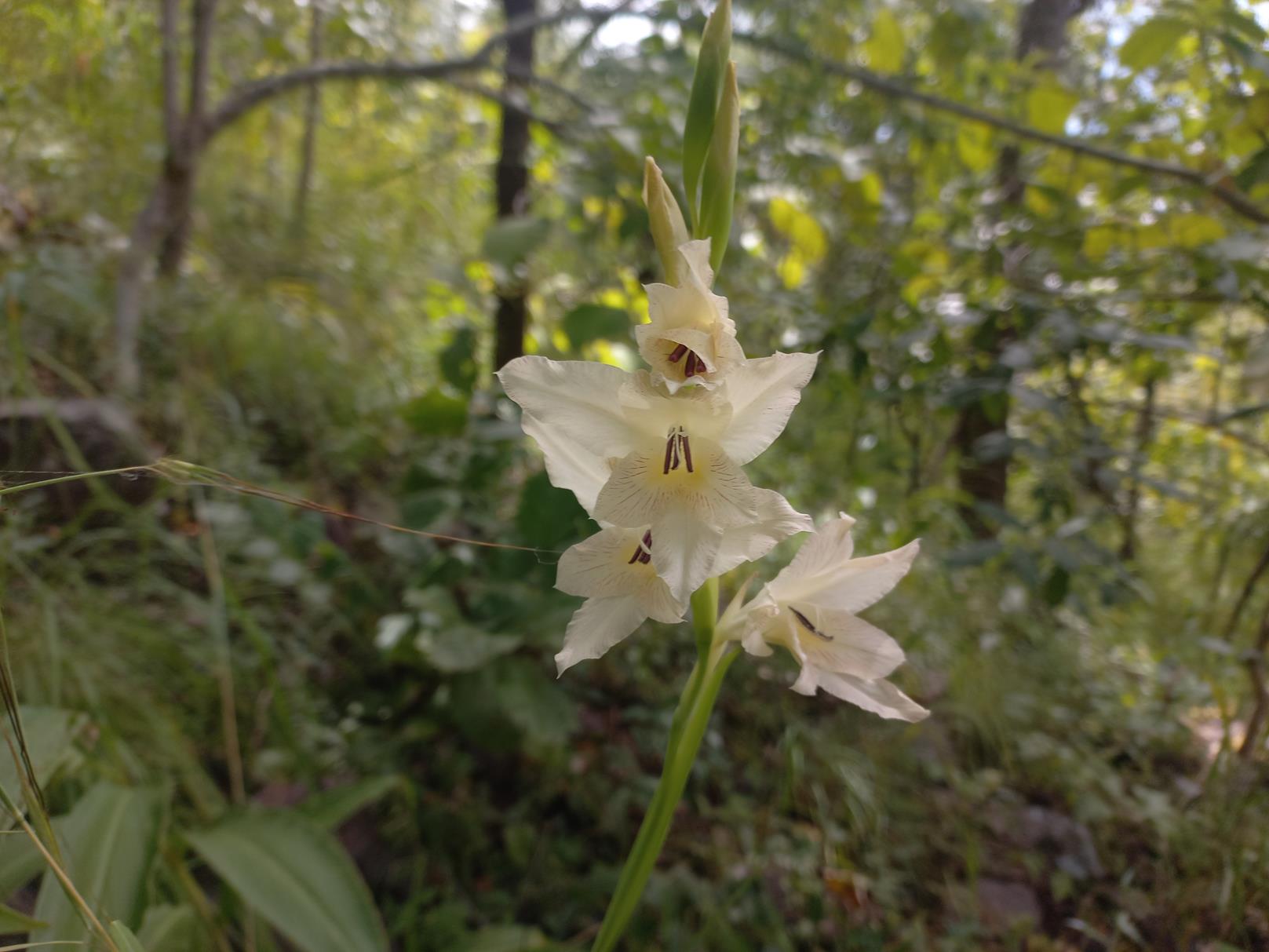 Gladiolus verdickii