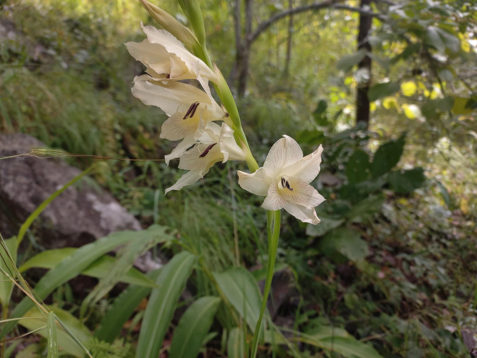 Gladiolus verdickii