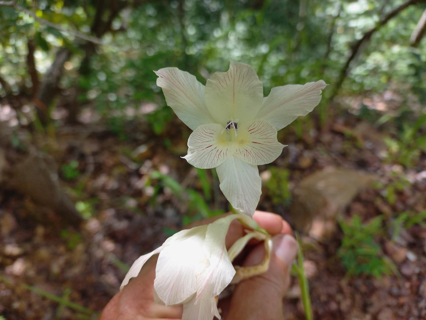 Gladiolus verdickii