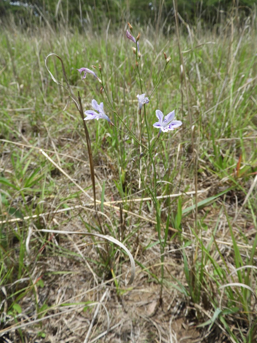 Afrosolen rivularis Afrosolen rivularis