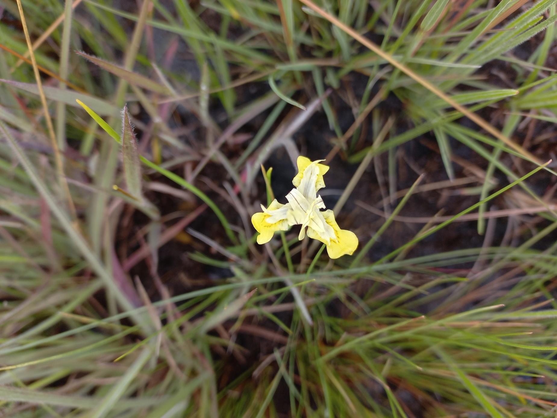 Moraea brevifolia