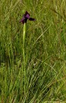 Moraea macrantha
