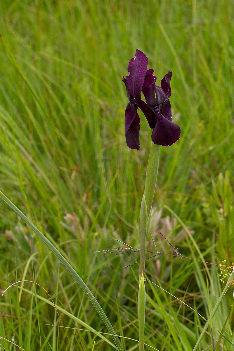 Moraea macrantha