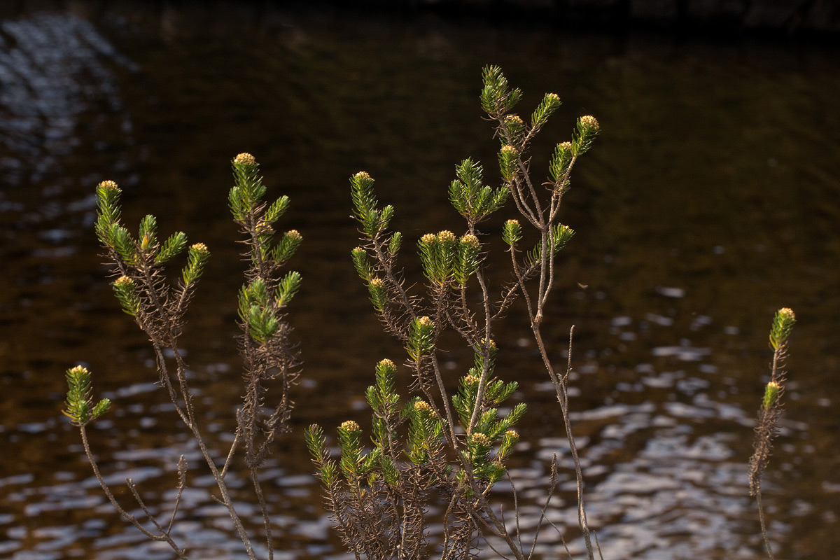 Helichrysum abietinum