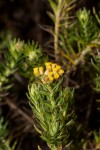 Helichrysum abietinum
