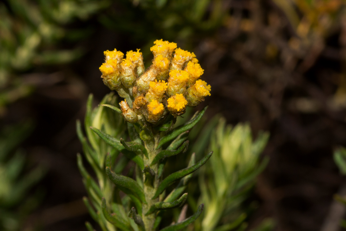 Helichrysum abietinum