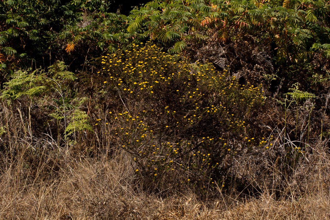 Helichrysum abietinum