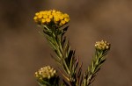 Helichrysum abietinum
