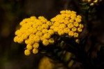 Helichrysum abietinum