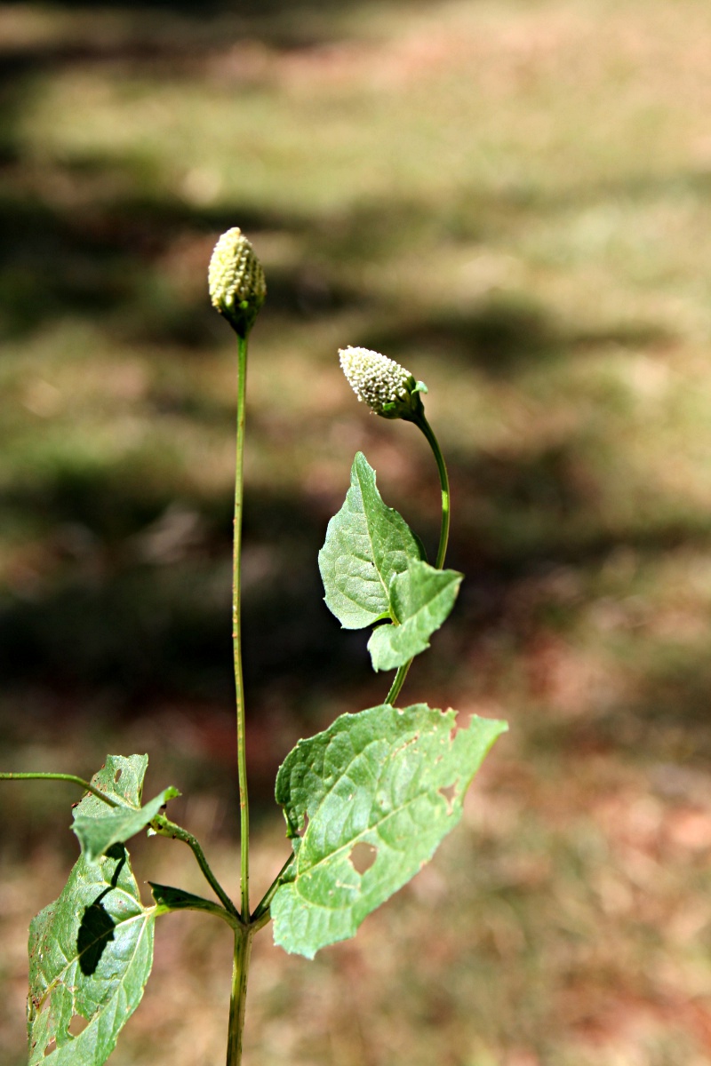 Acmella radicans var. radicans