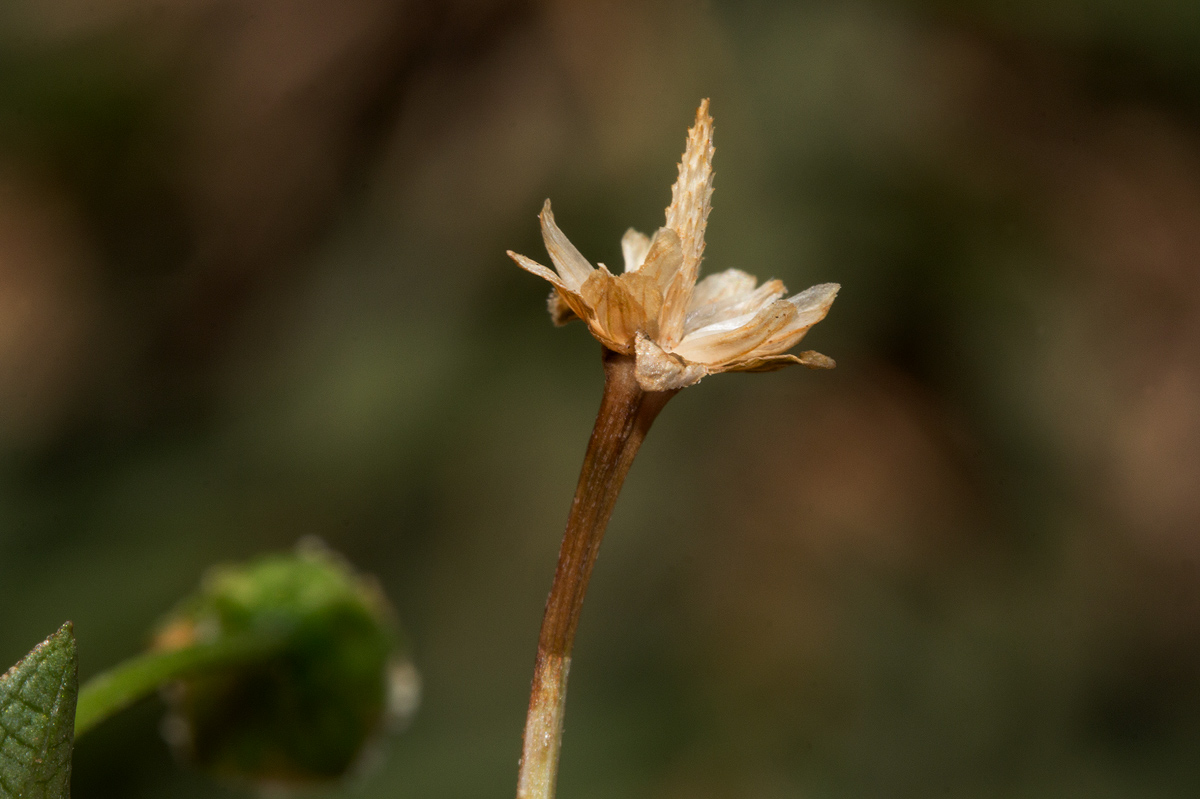 Acmella radicans var. radicans
