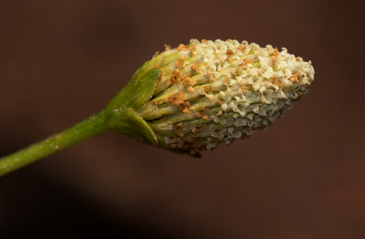 Acmella radicans var. radicans