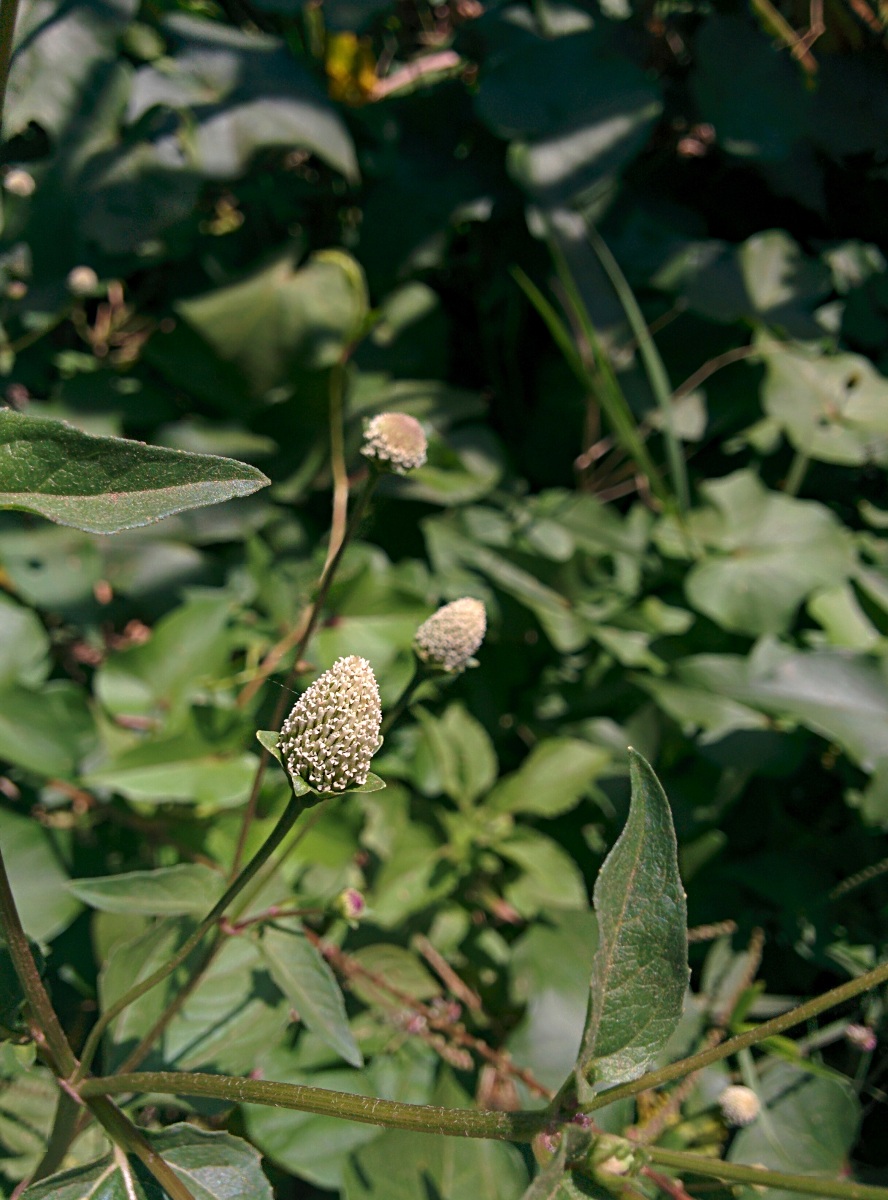 Acmella radicans var. radicans