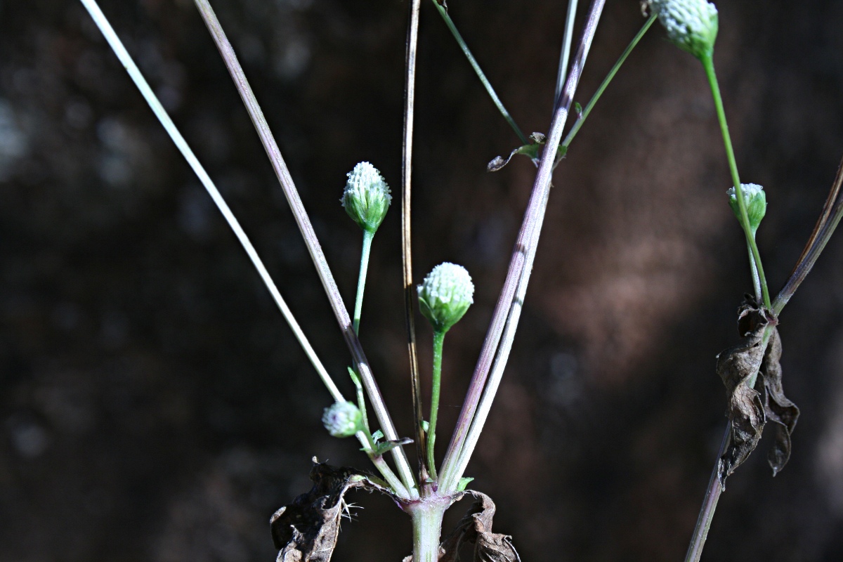 Acmella radicans var. radicans