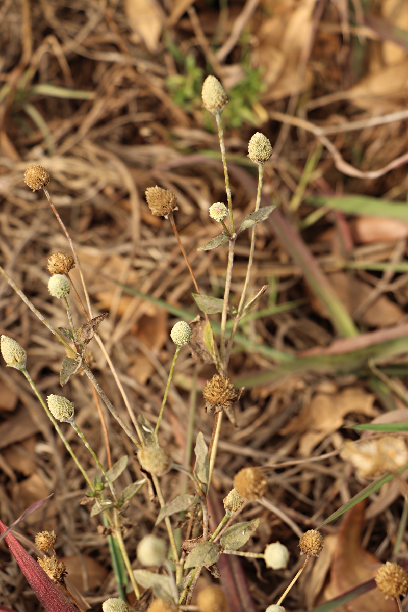 Acmella radicans var. radicans