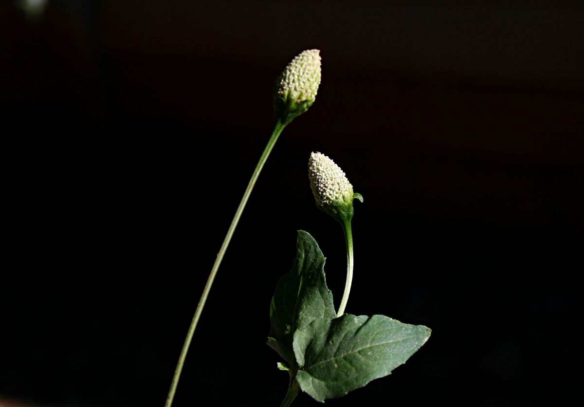 Acmella radicans var. radicans