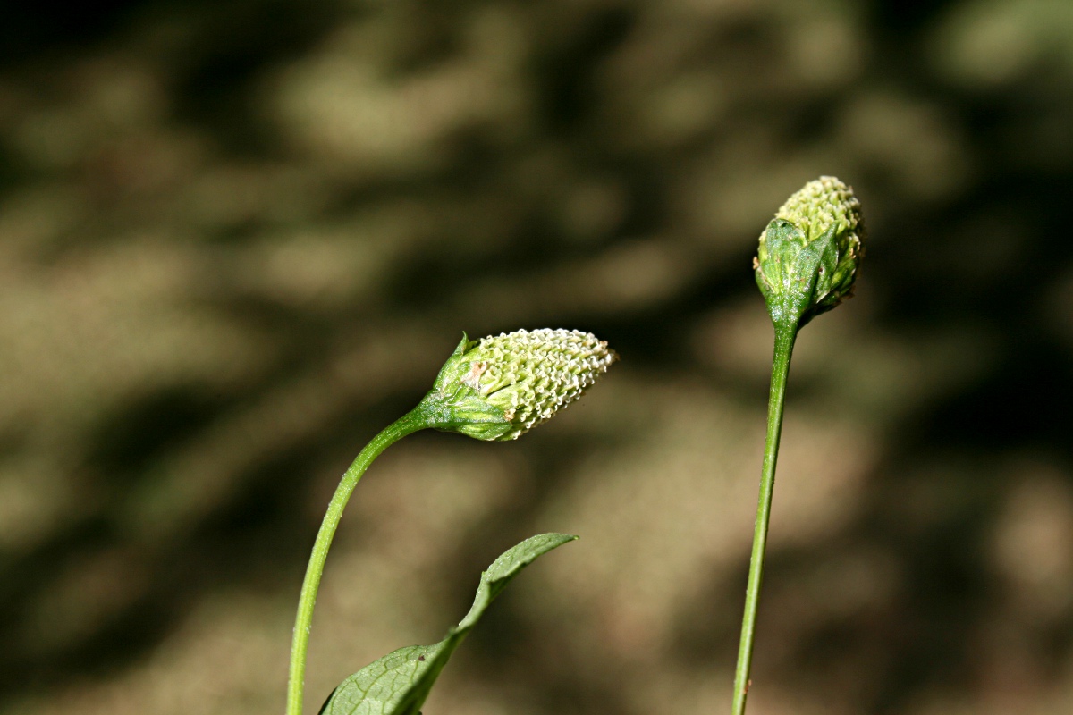 Acmella radicans var. radicans