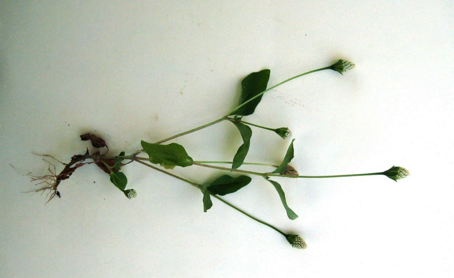 Acmella radicans var. radicans