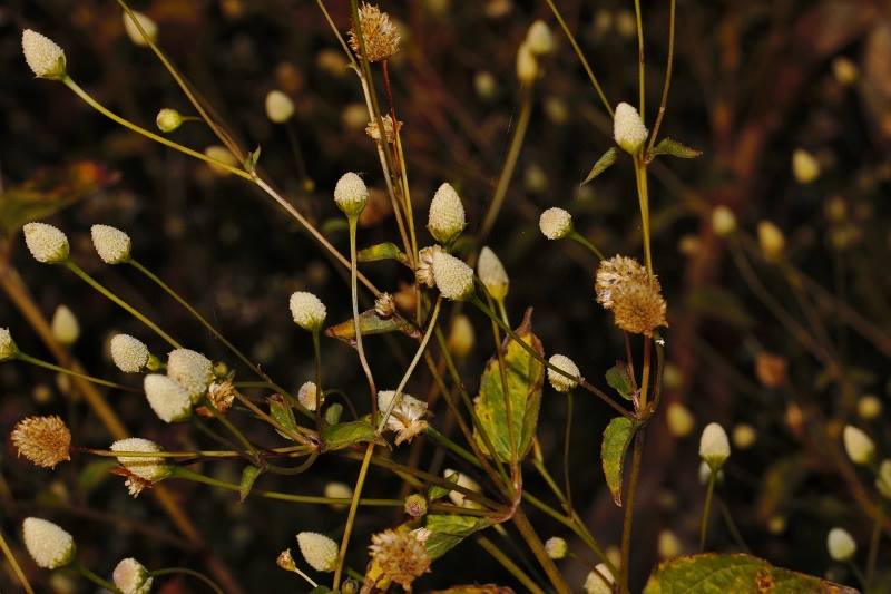 Acmella radicans var. radicans