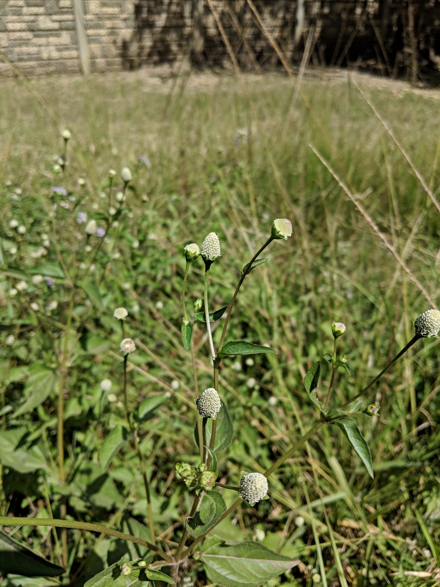 Acmella radicans var. radicans