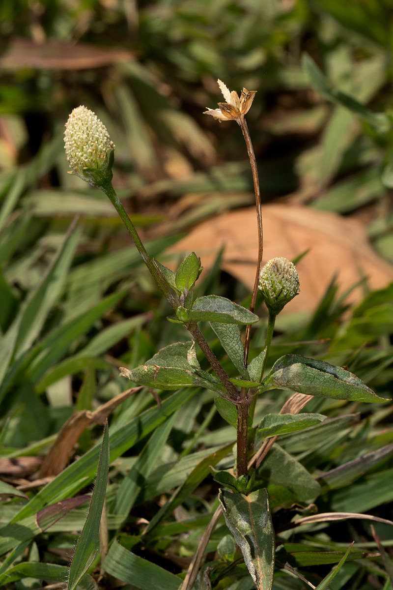 Acmella radicans var. radicans