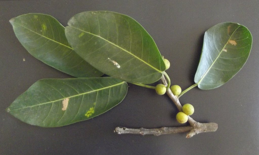 Ficus thonningii