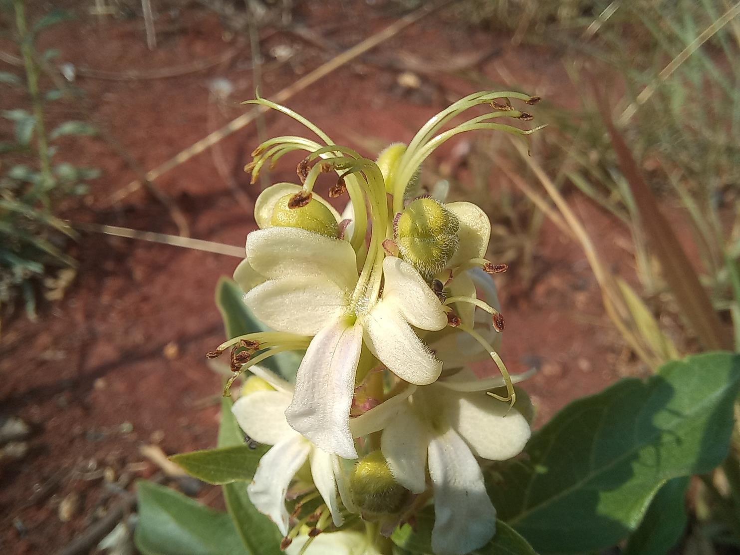 Rotheca luembensis subsp. luembensis var. luembensis