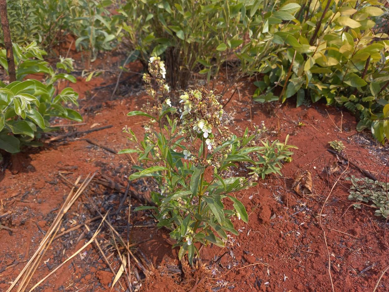 Rotheca luembensis subsp. luembensis var. luembensis