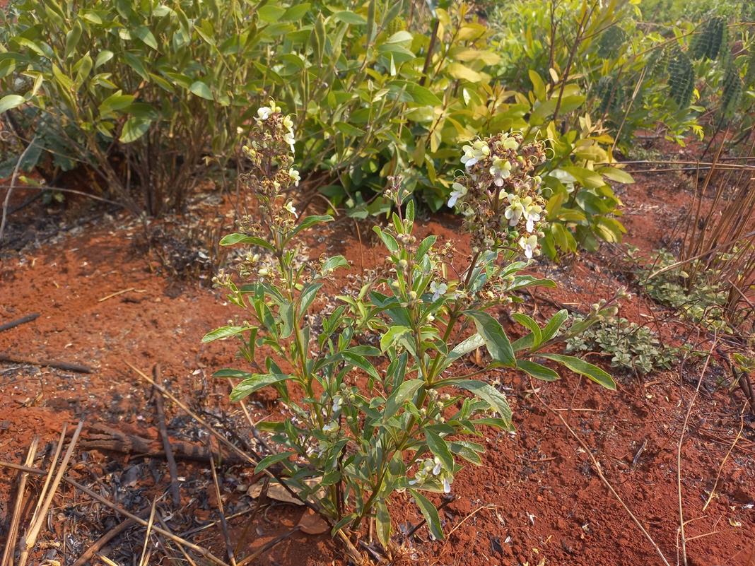 Rotheca luembensis subsp. luembensis var. luembensis