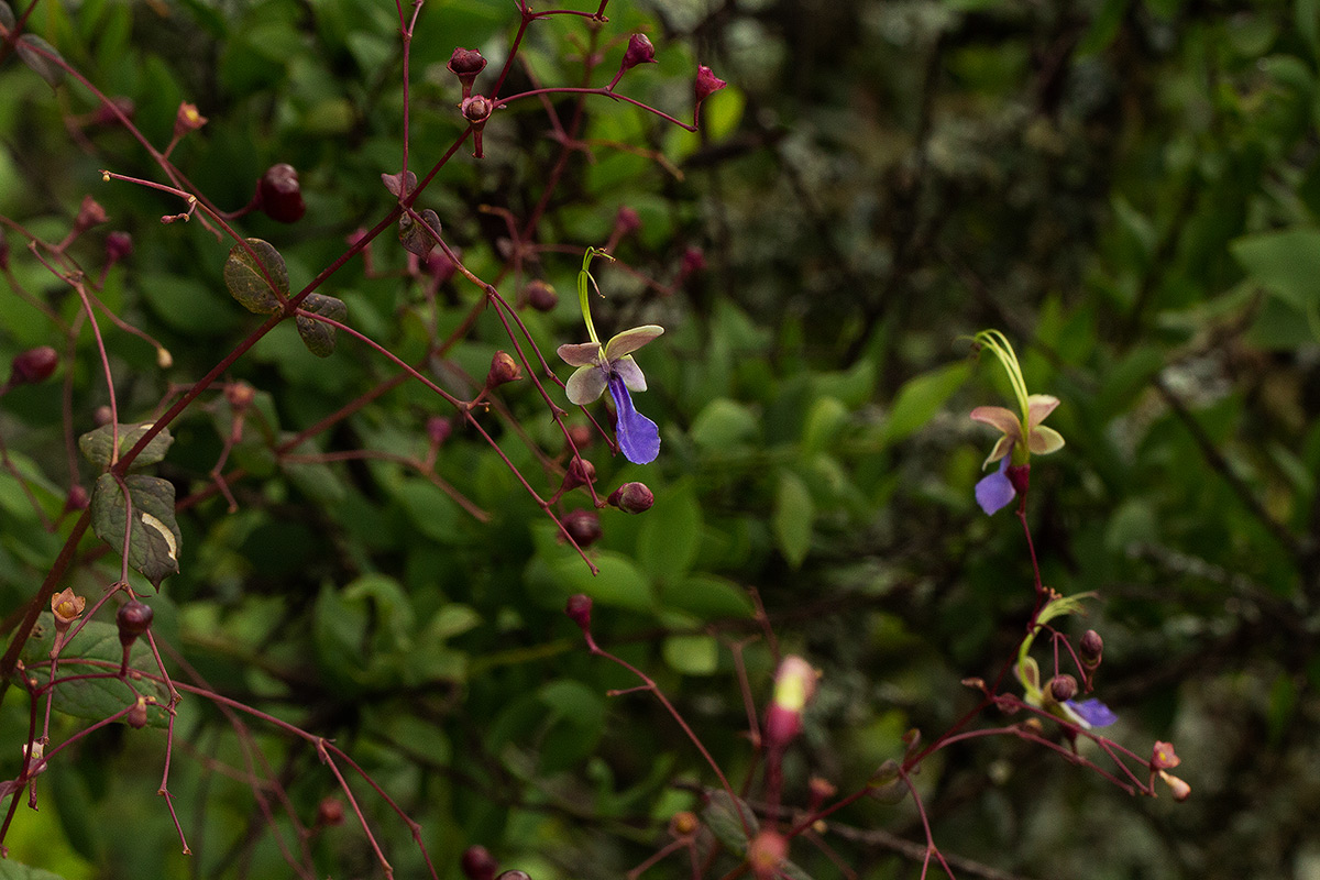 Rotheca quadrangulata