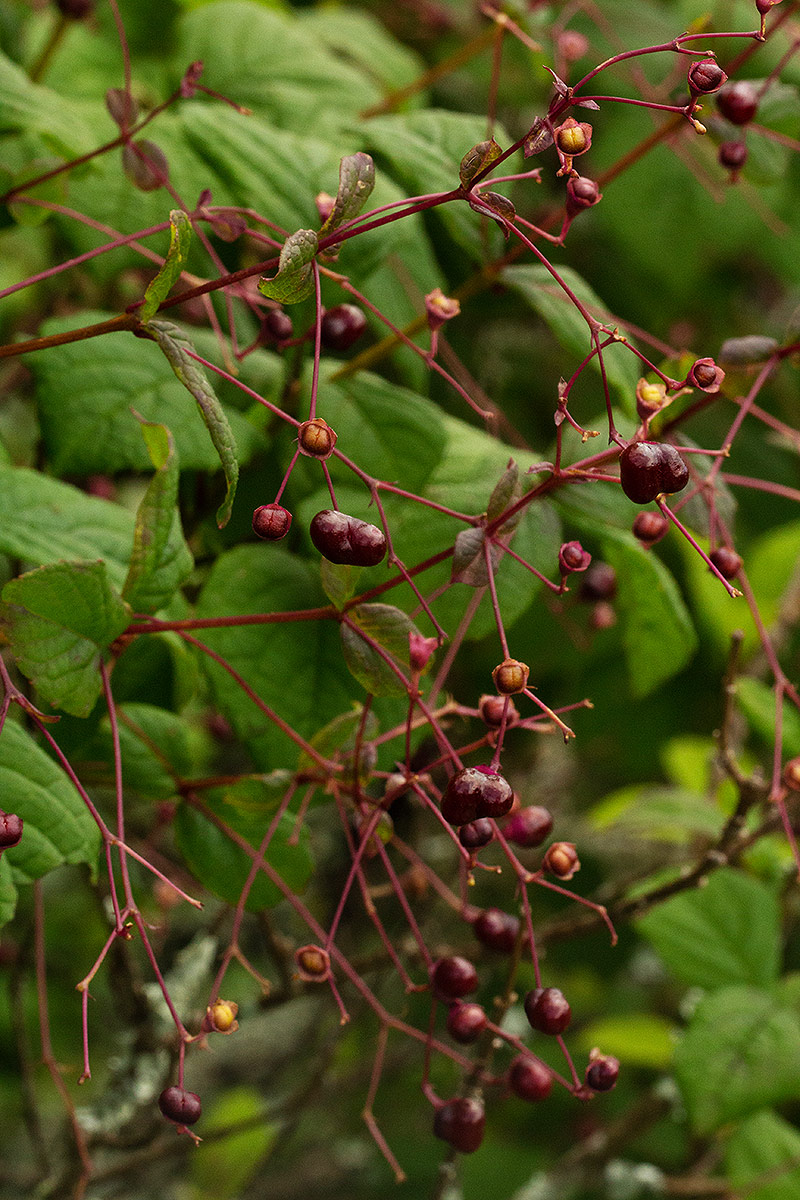 Rotheca quadrangulata