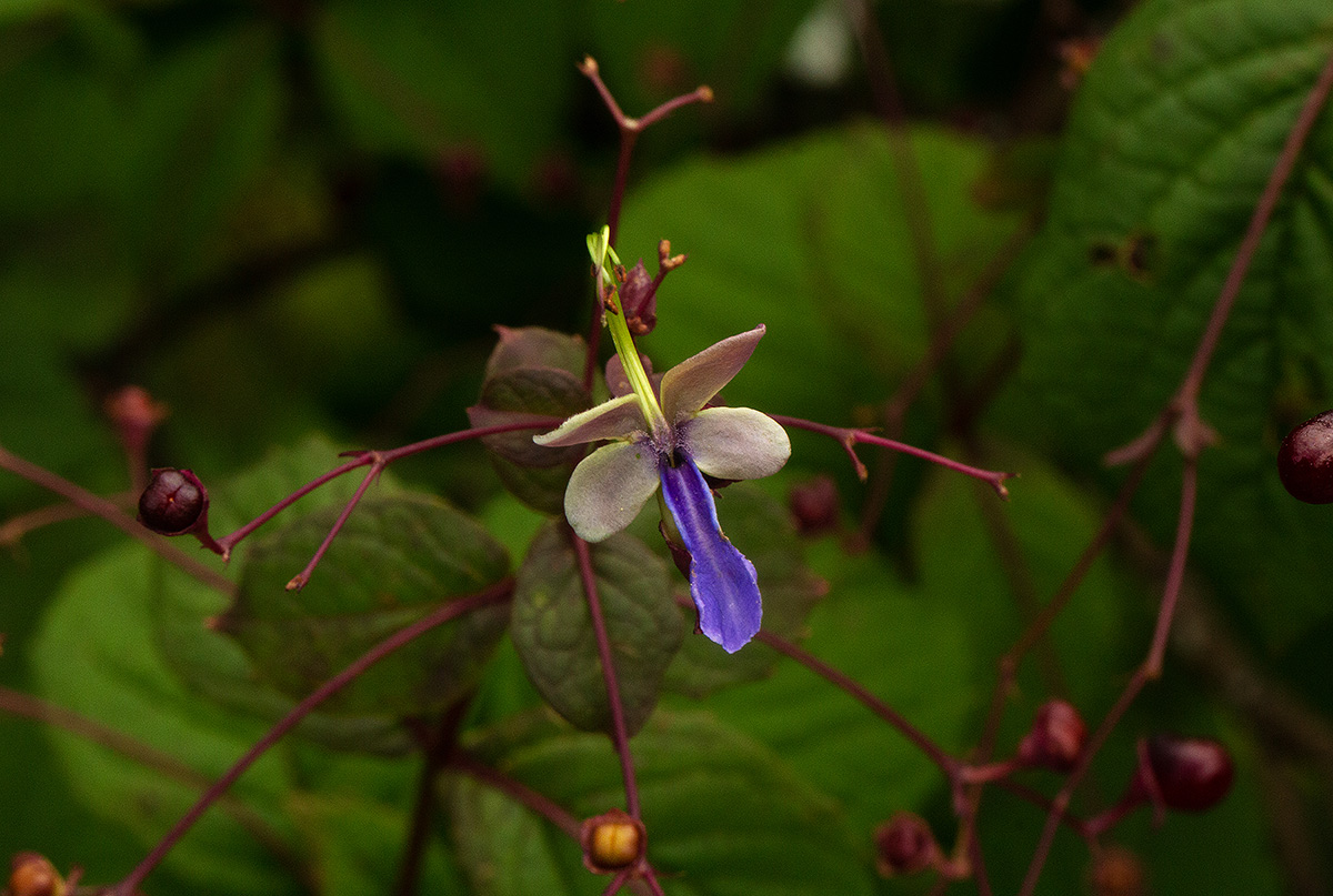 Rotheca quadrangulata