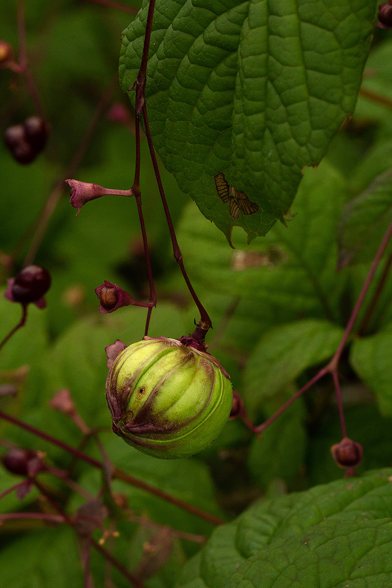 Rotheca quadrangulata