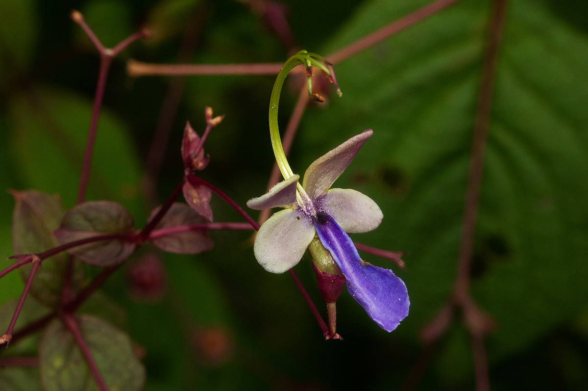 Rotheca quadrangulata