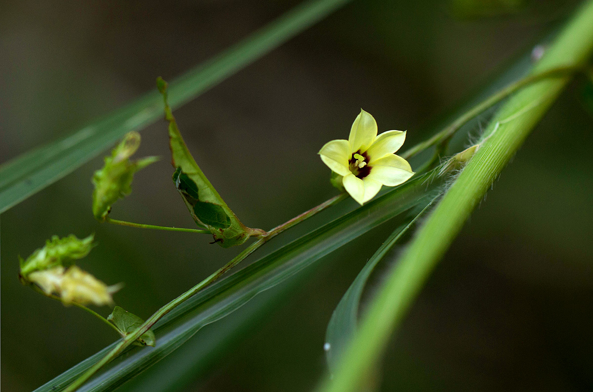 Xenostegia alatipes