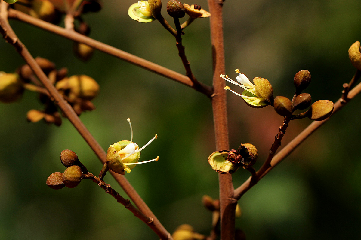 Anthonotha macrophylla 