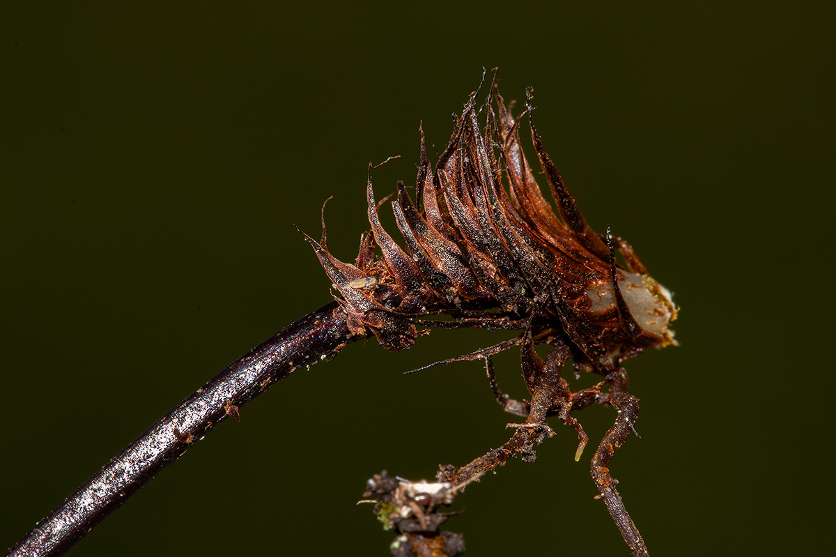 Asplenium megalura Asplenium megalura