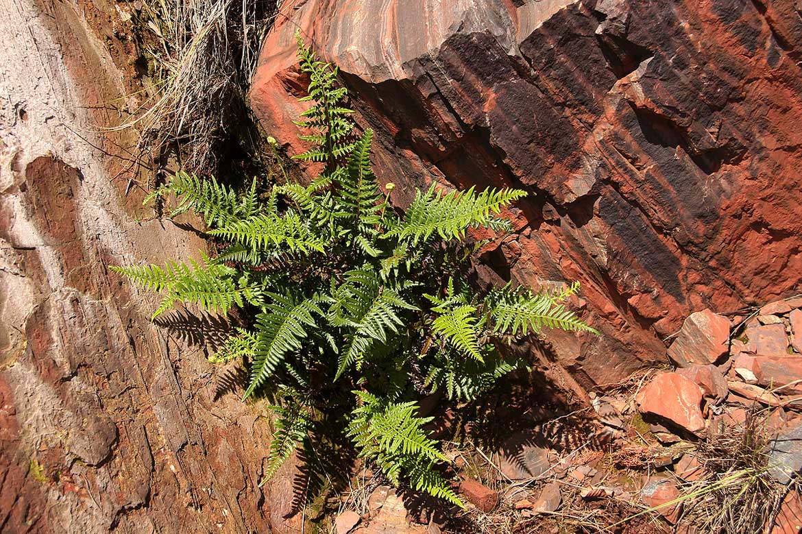 Pityrogramma calomelanos var. aureoflava