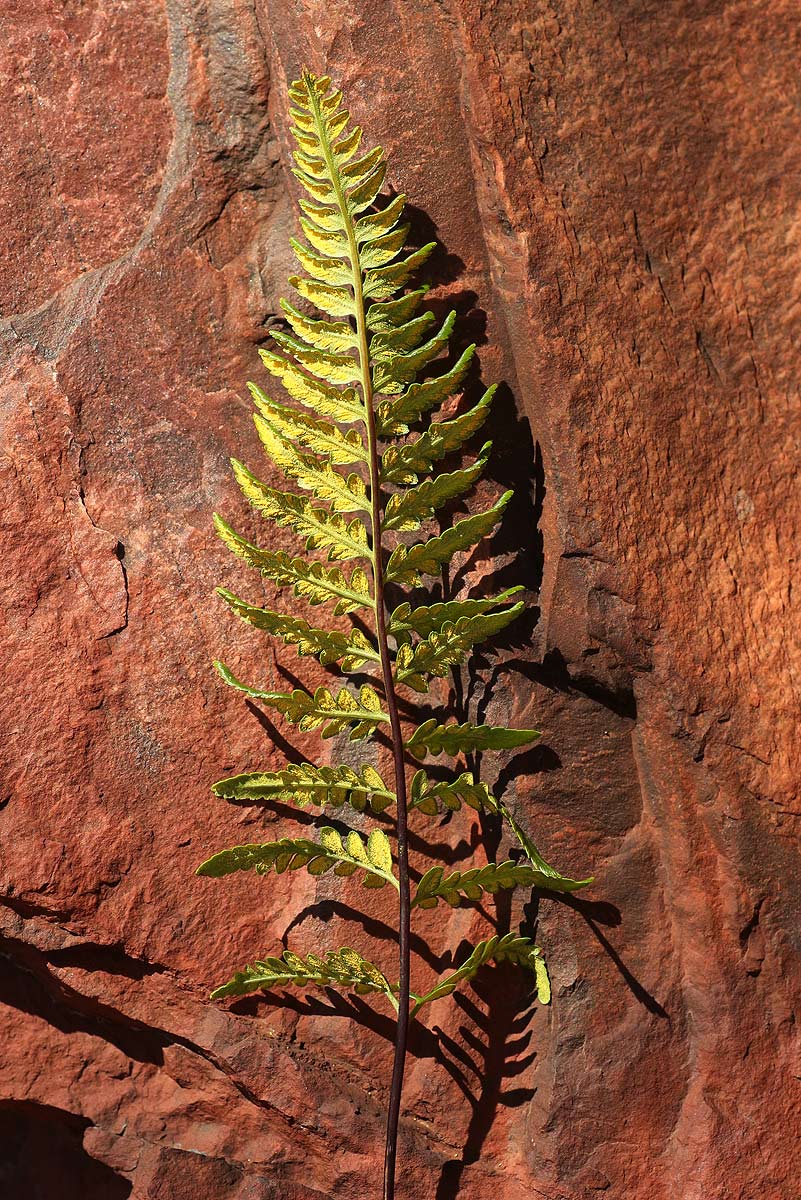 Pityrogramma calomelanos var. aureoflava