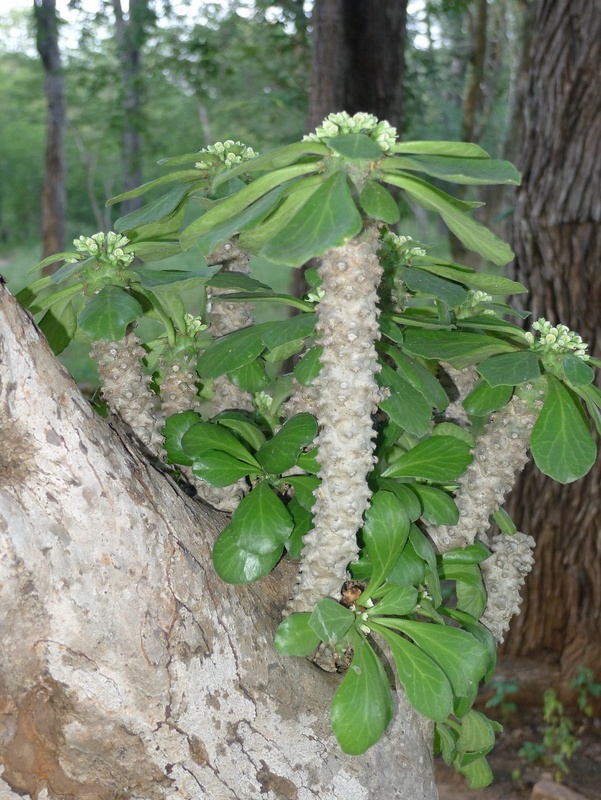 Monadenium schubei (pax)
