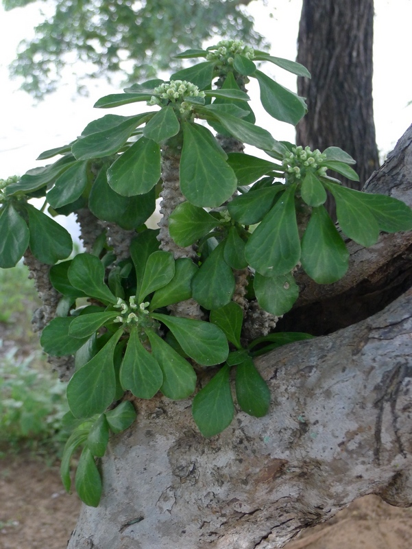 Monadenium schubei (pax)