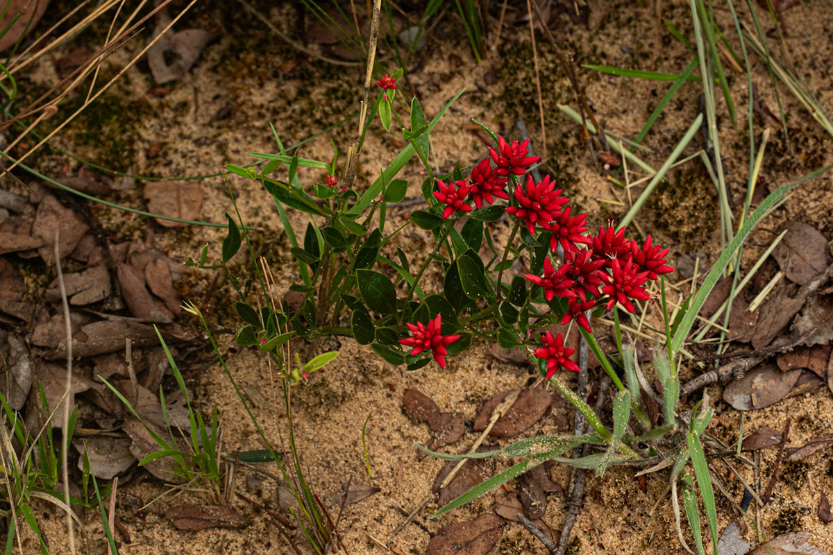 Mechowia grandiflora