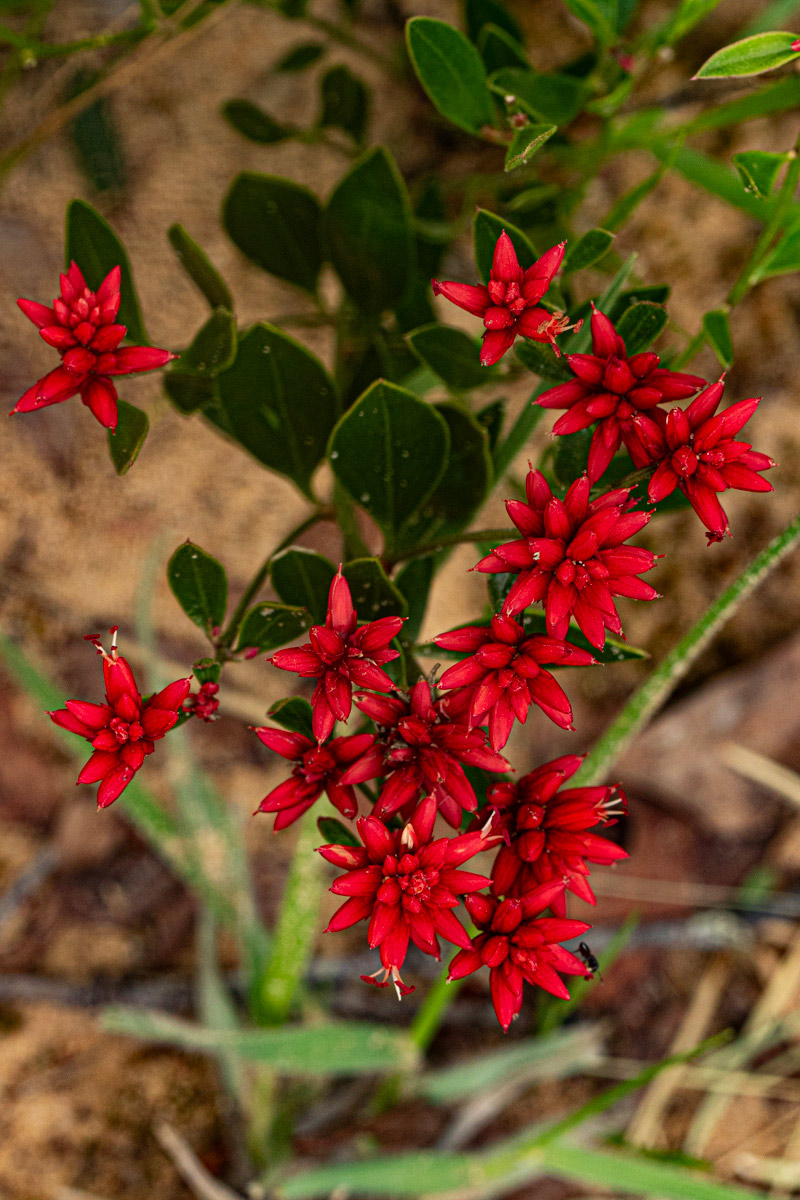 Mechowia grandiflora