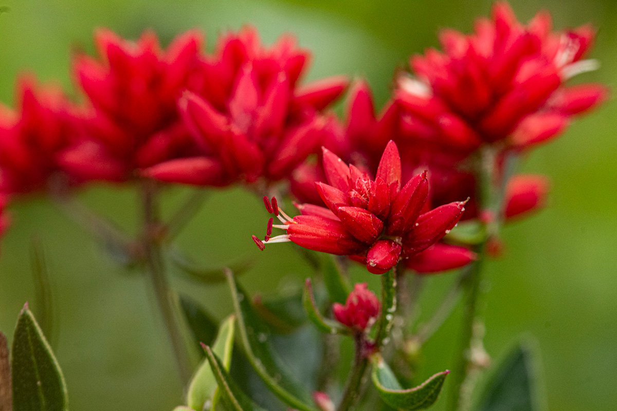 Mechowia grandiflora