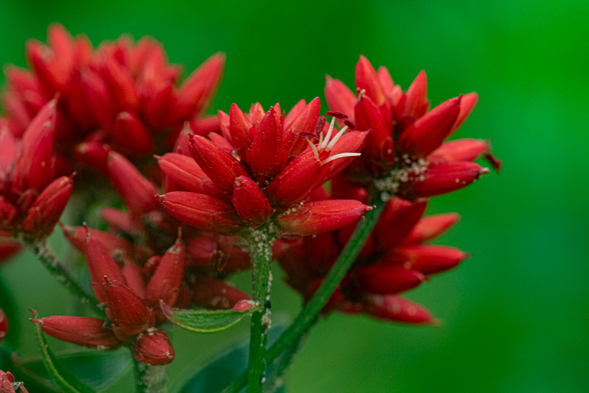 Mechowia grandiflora